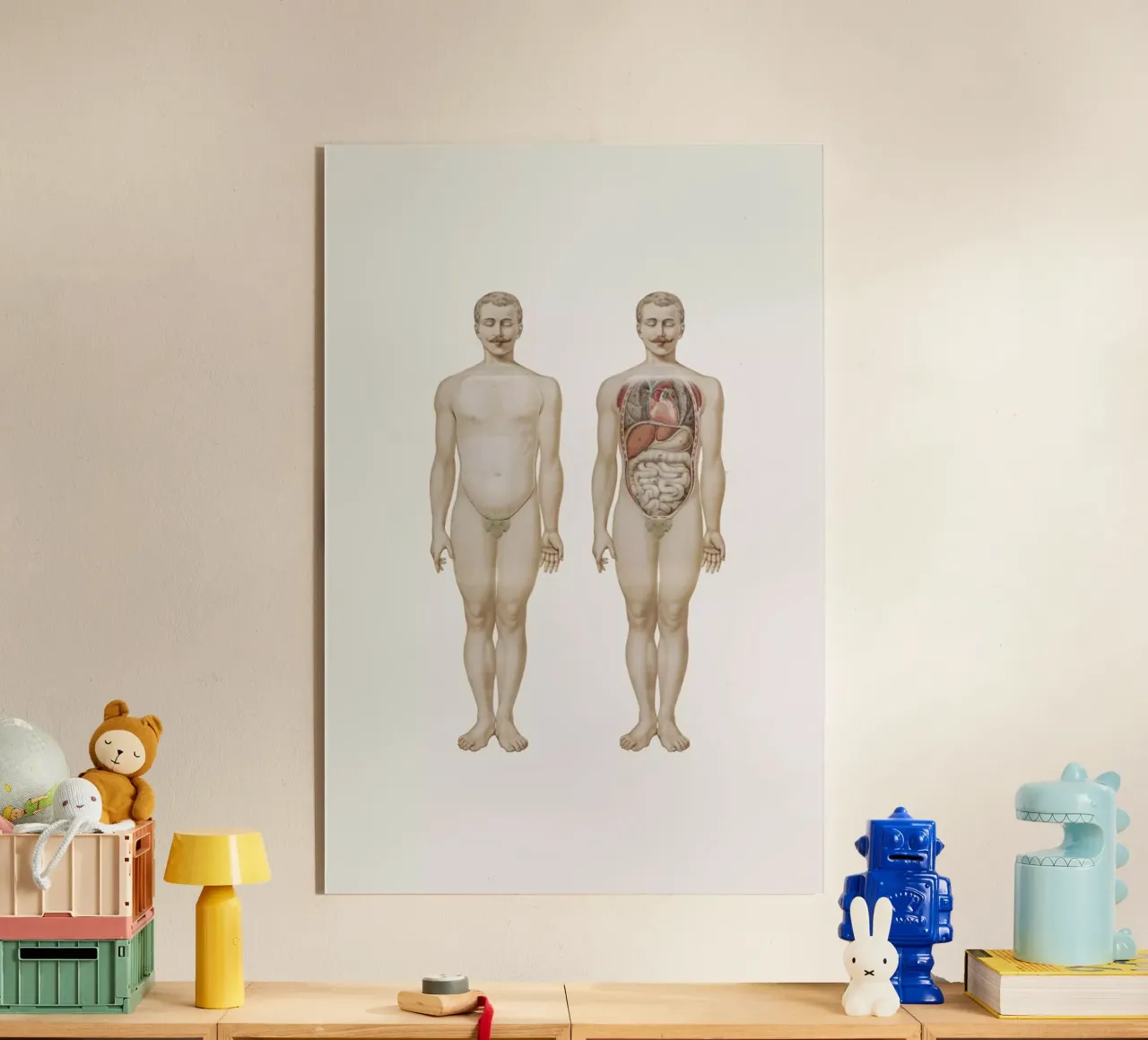 Anatomy plexiglass da Flora & Fauna