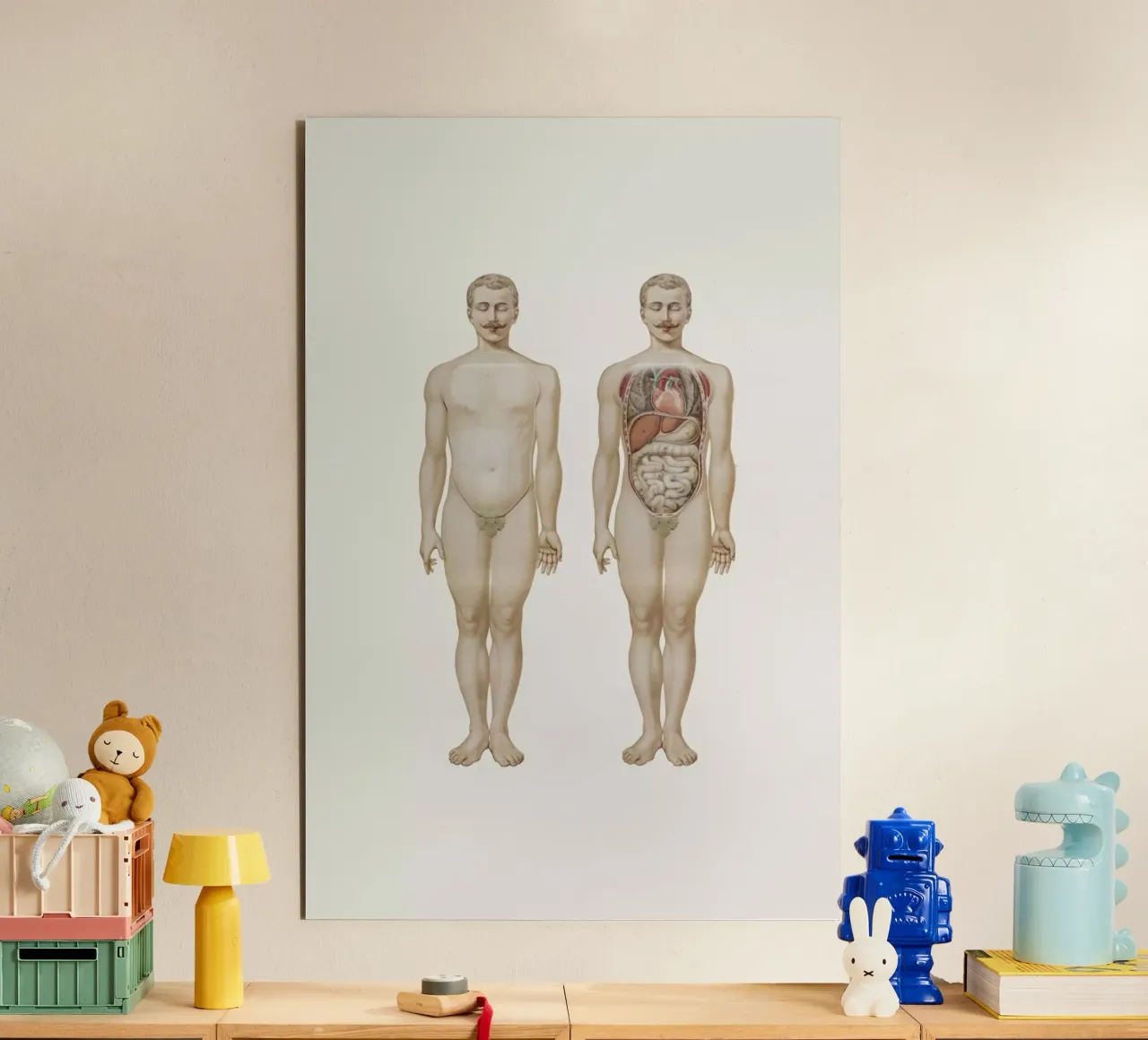 Anatomy forex plate by Flora & Fauna