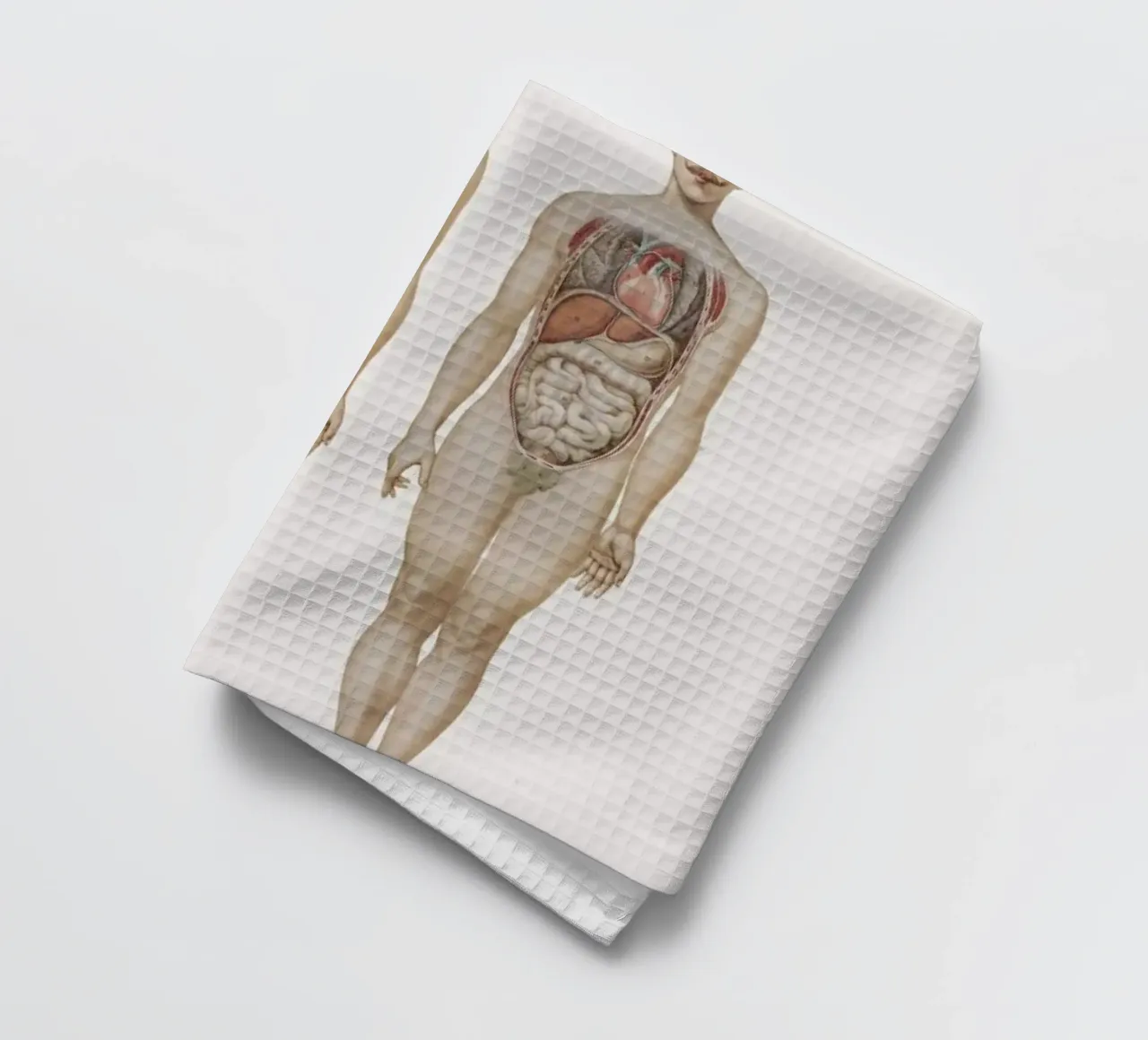 Anatomy canovaccio da cucina da Flora & Fauna