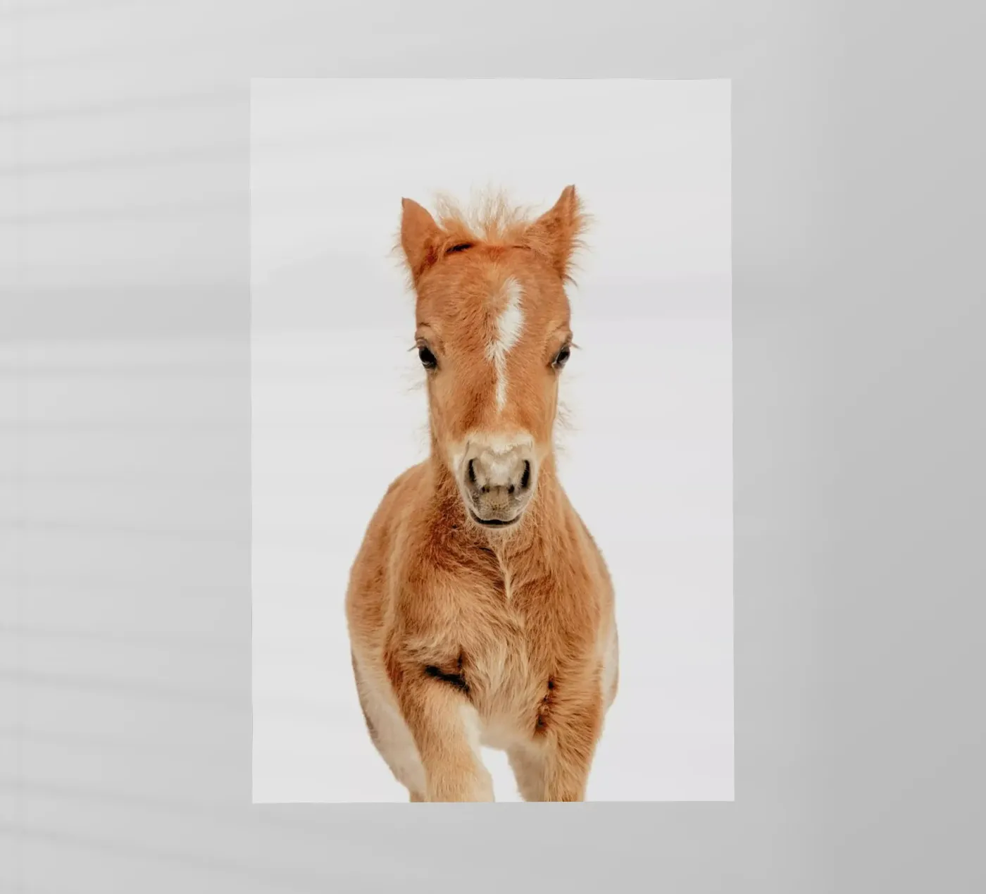 Foal pellicola backlit da Paws & Claws