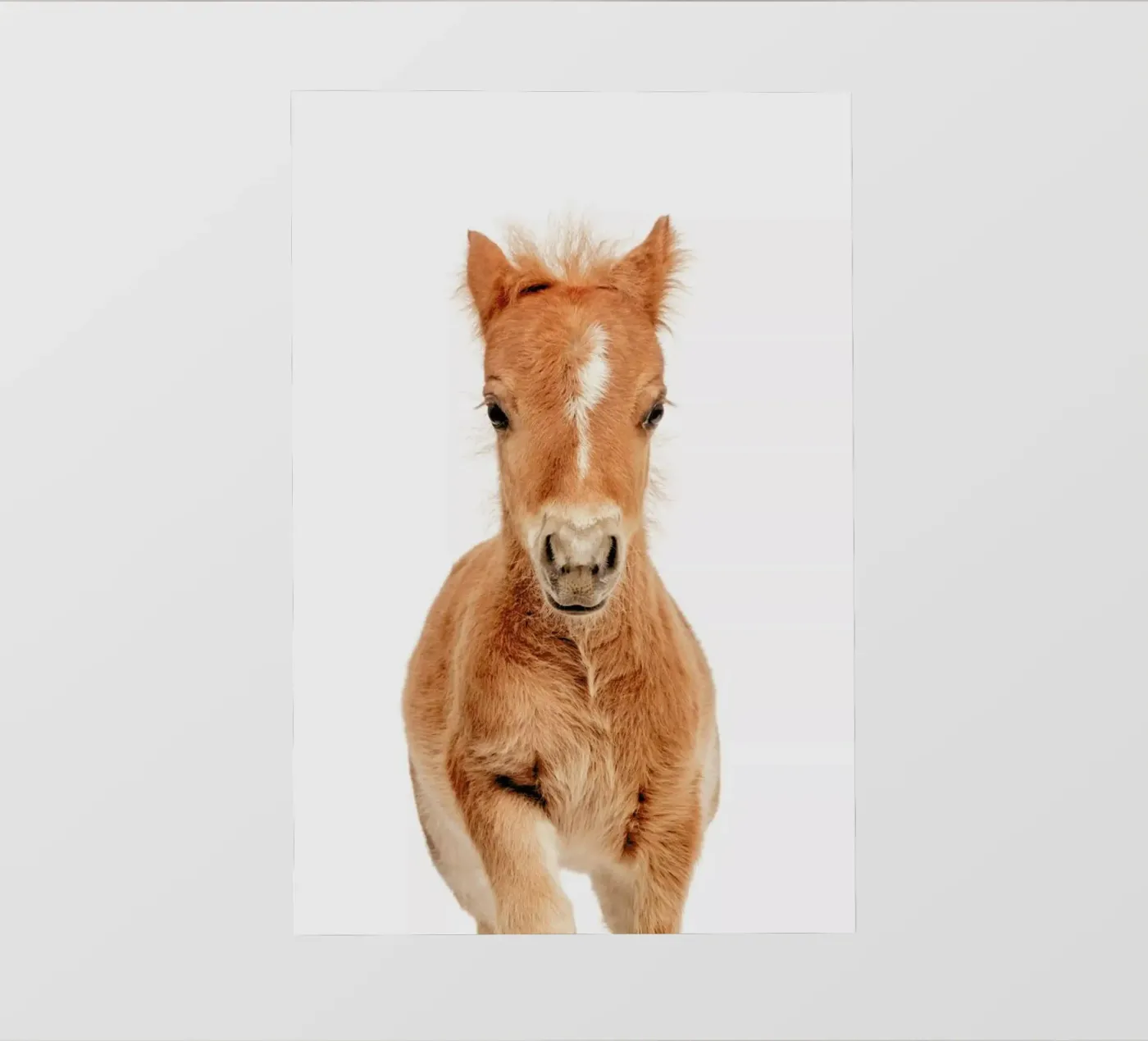 Foal pellicola backlit da Paws & Claws