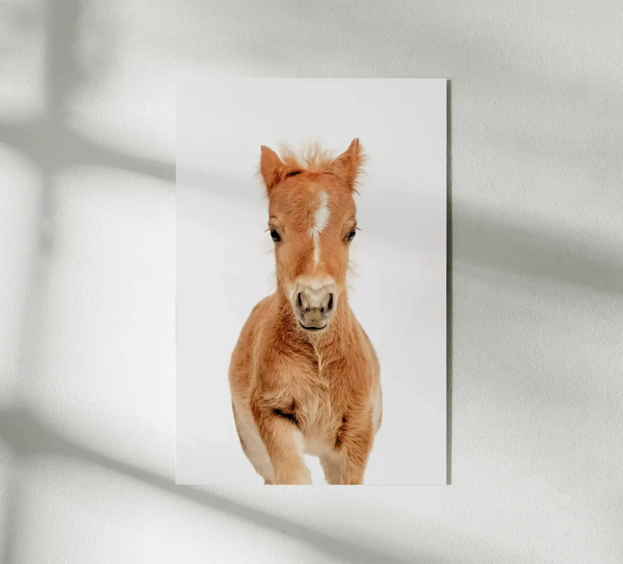 Foal plexiglass da Paws & Claws