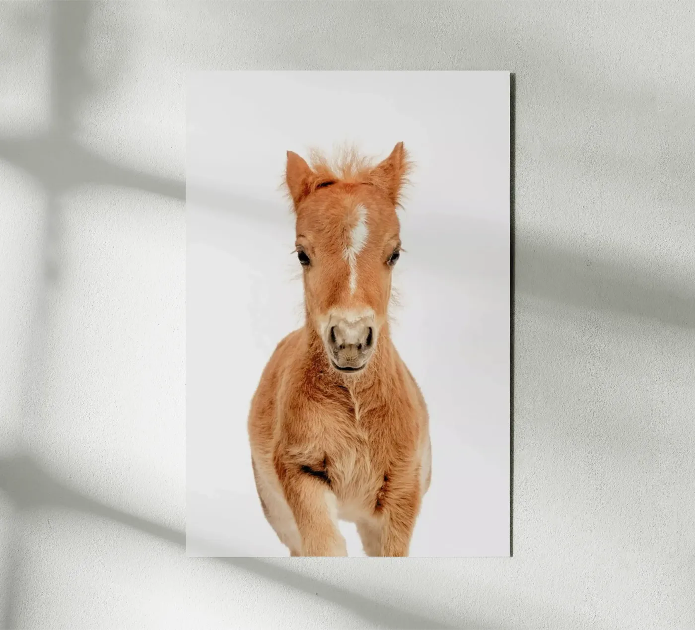 Foal forex plate by Paws & Claws