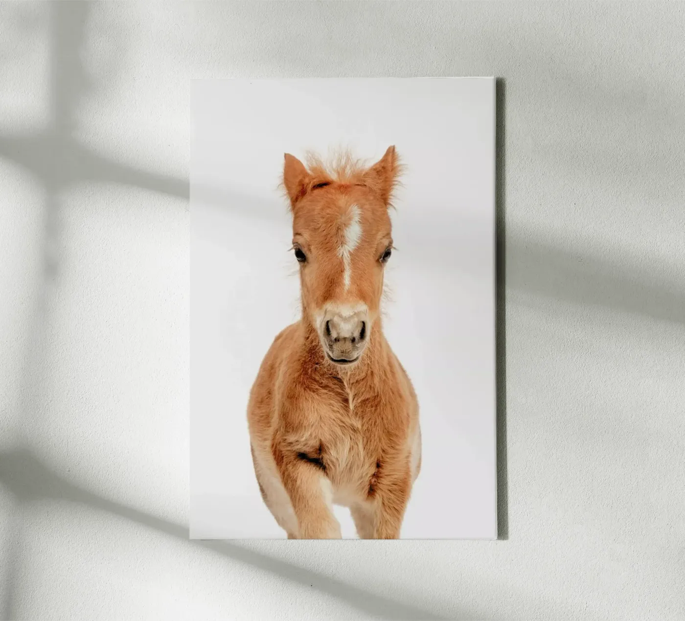 Foal tela da Paws & Claws