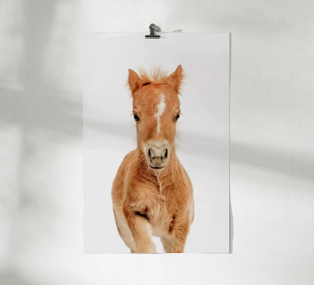 Foal poster by Paws & Claws