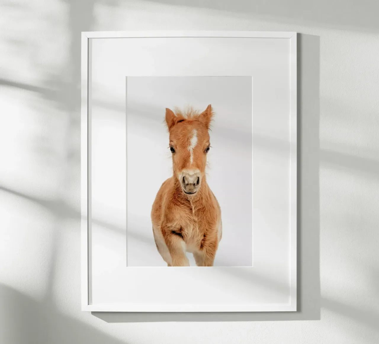 Foal poster by Paws & Claws