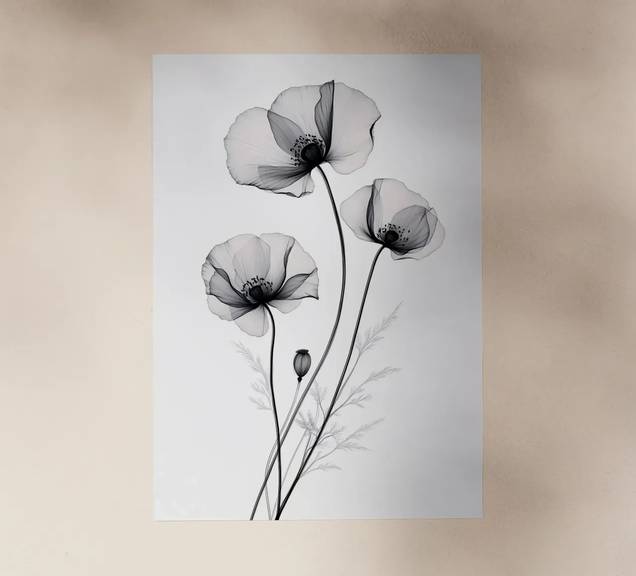 Fiori di papavero X-Ray pellicola backlit da Nicholas Campbell