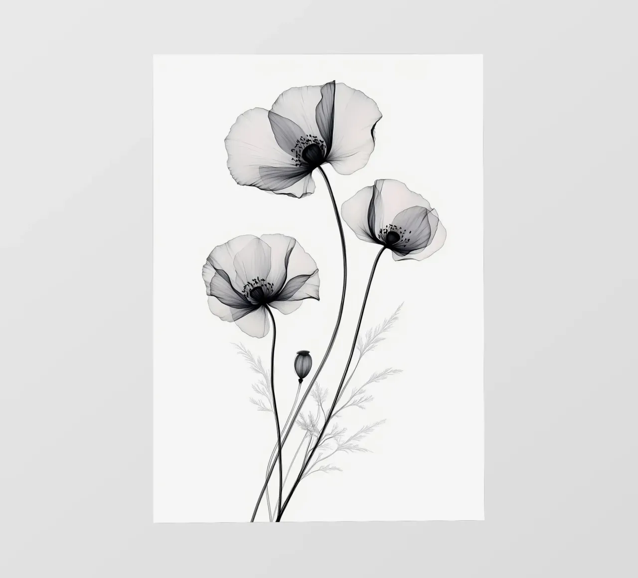 Fiori di papavero X-Ray pellicola backlit da Nicholas Campbell