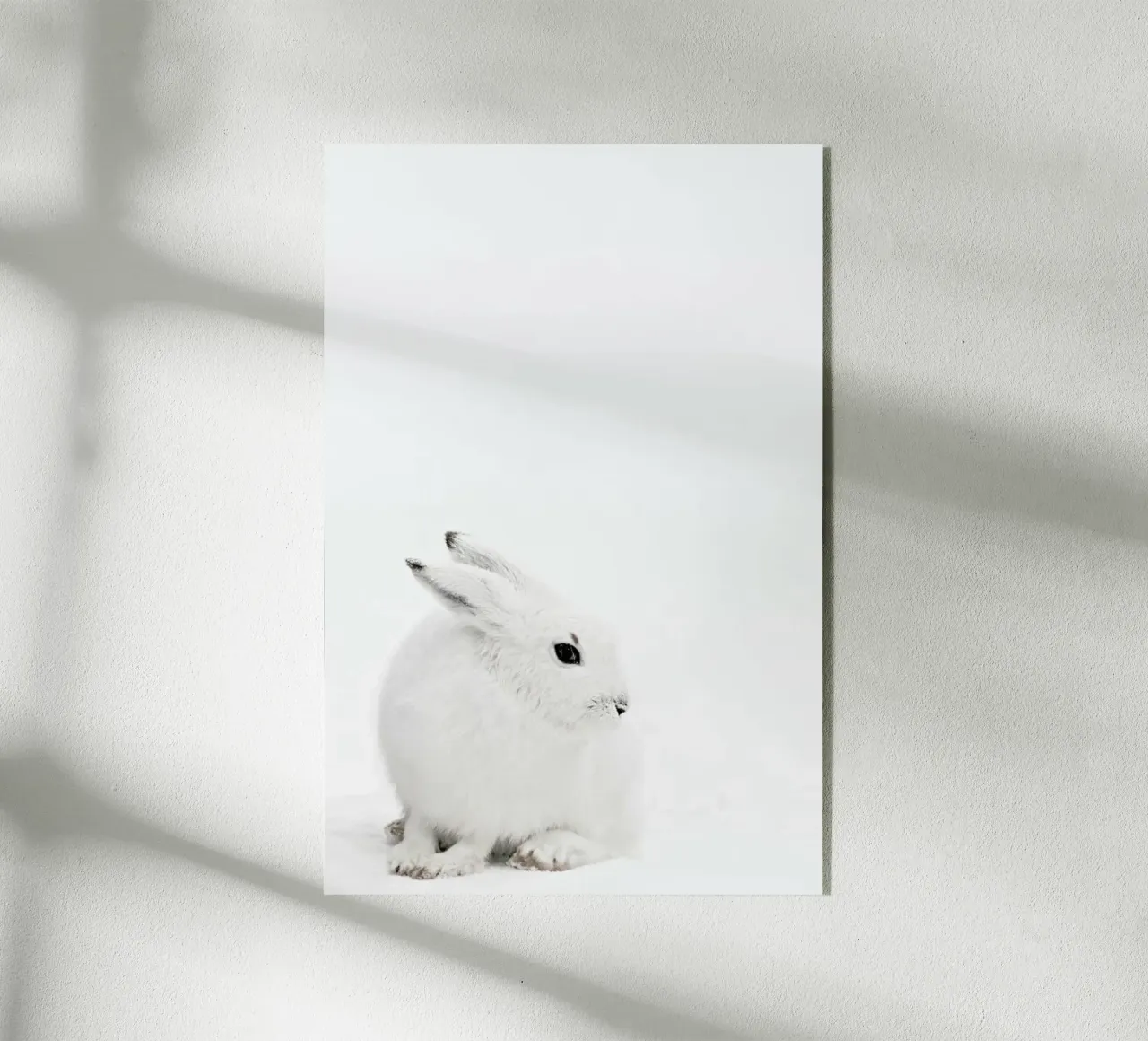 Arctic Hare plexiglass da Monika Strigel