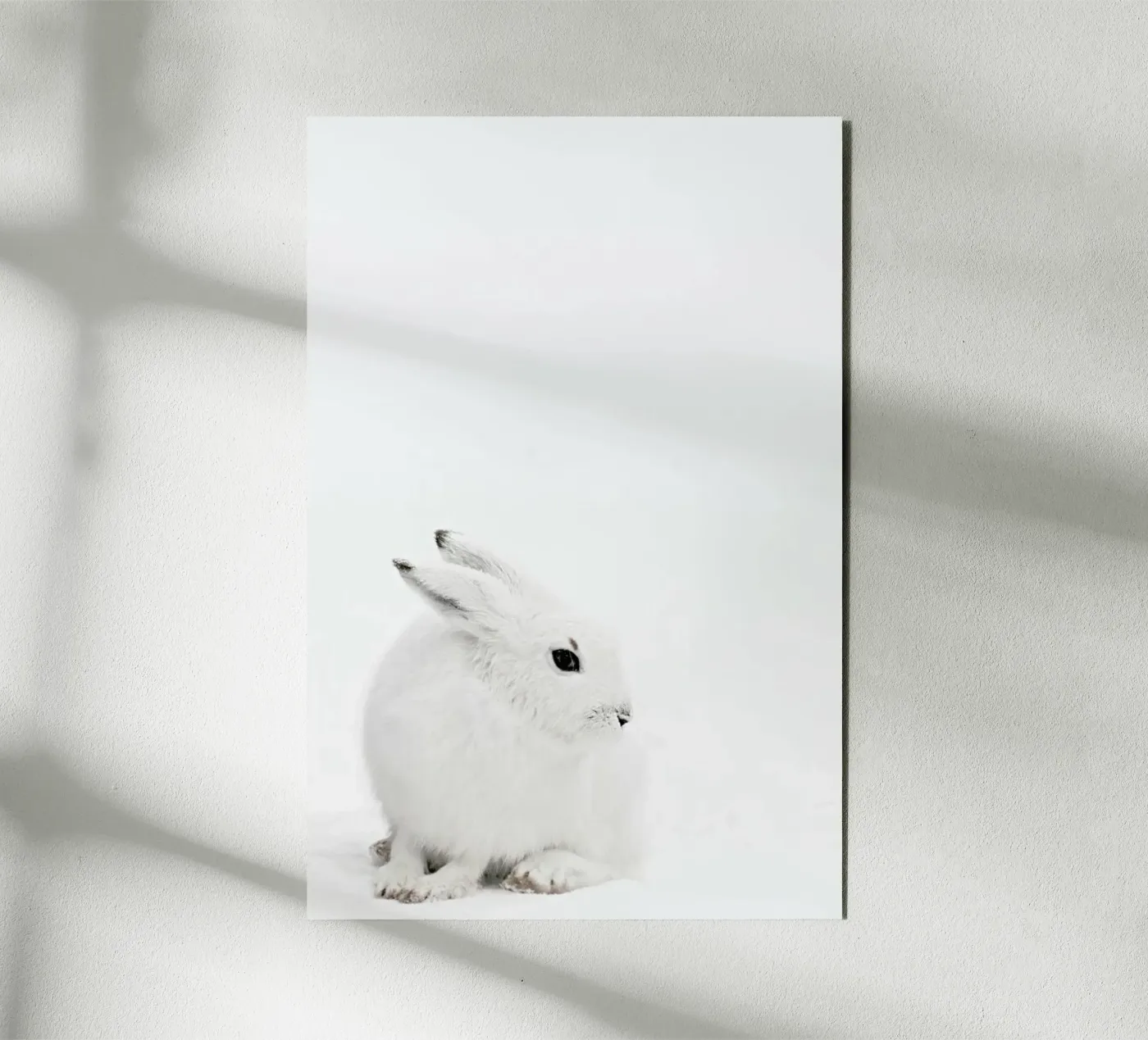 Arctic Hare pannello forex da Monika Strigel