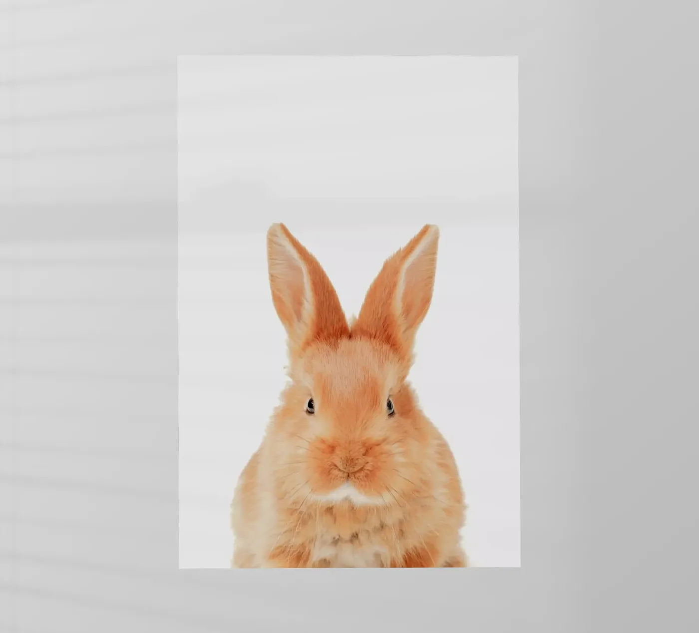 Bunny pellicola backlit da Paws & Claws