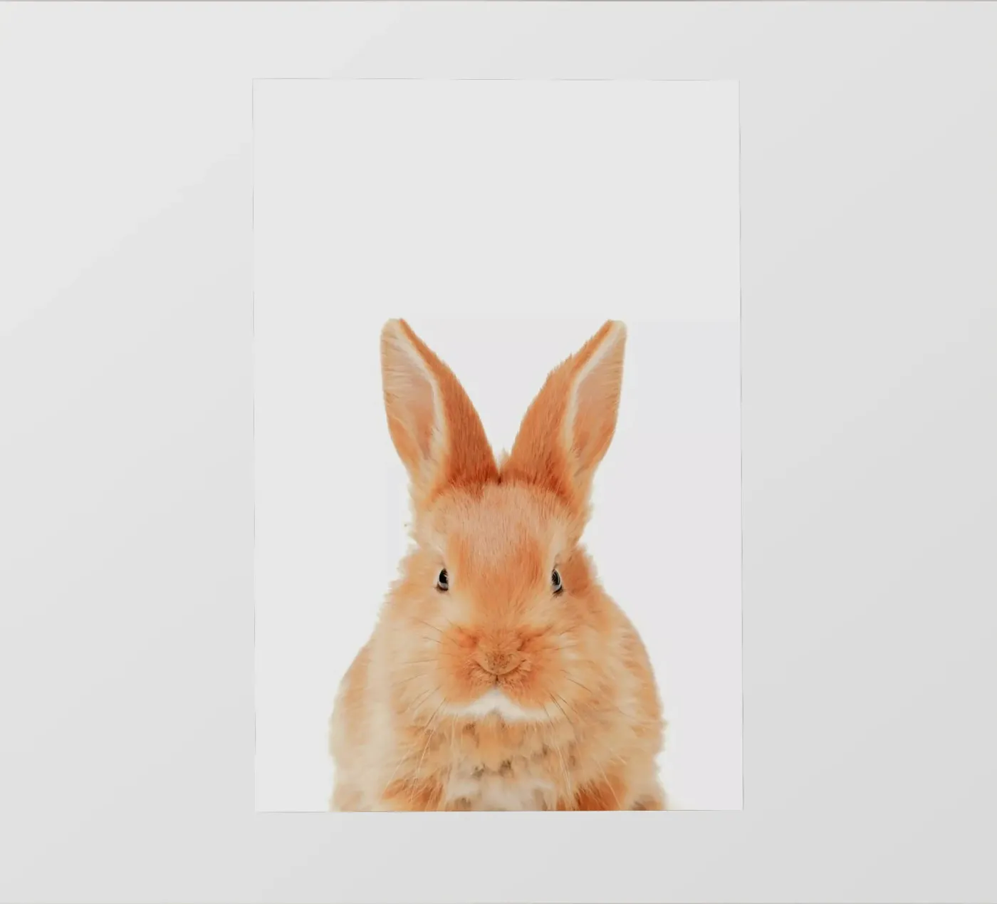 Bunny pellicola backlit da Paws & Claws