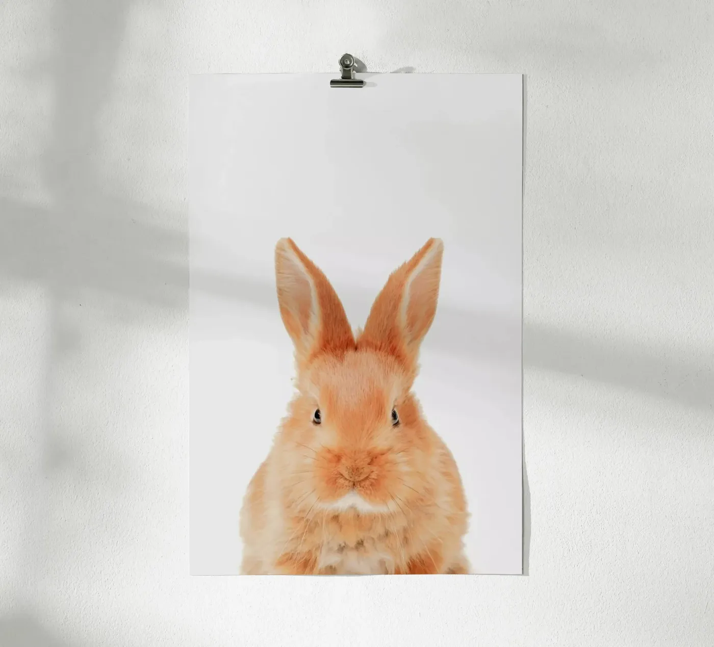 Bunny poster van Paws & Claws