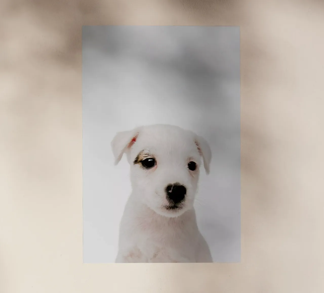 Puppy III pellicola backlit da Paws & Claws