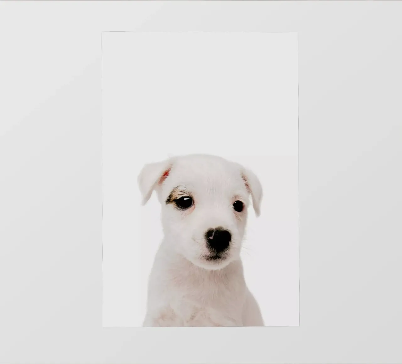 Puppy III pellicola backlit da Paws & Claws