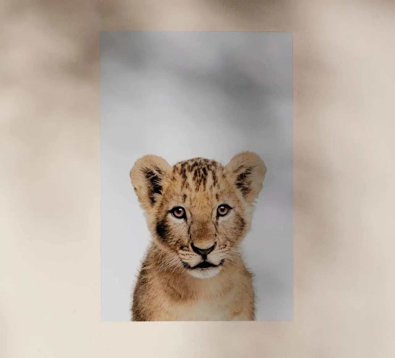 Lion Cub II pellicola backlit da Paws & Claws