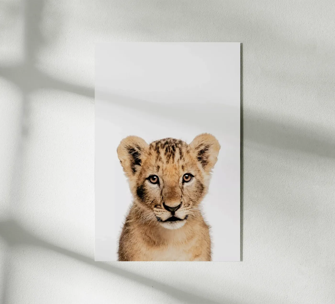 Lion Cub II plexiglass da Paws & Claws