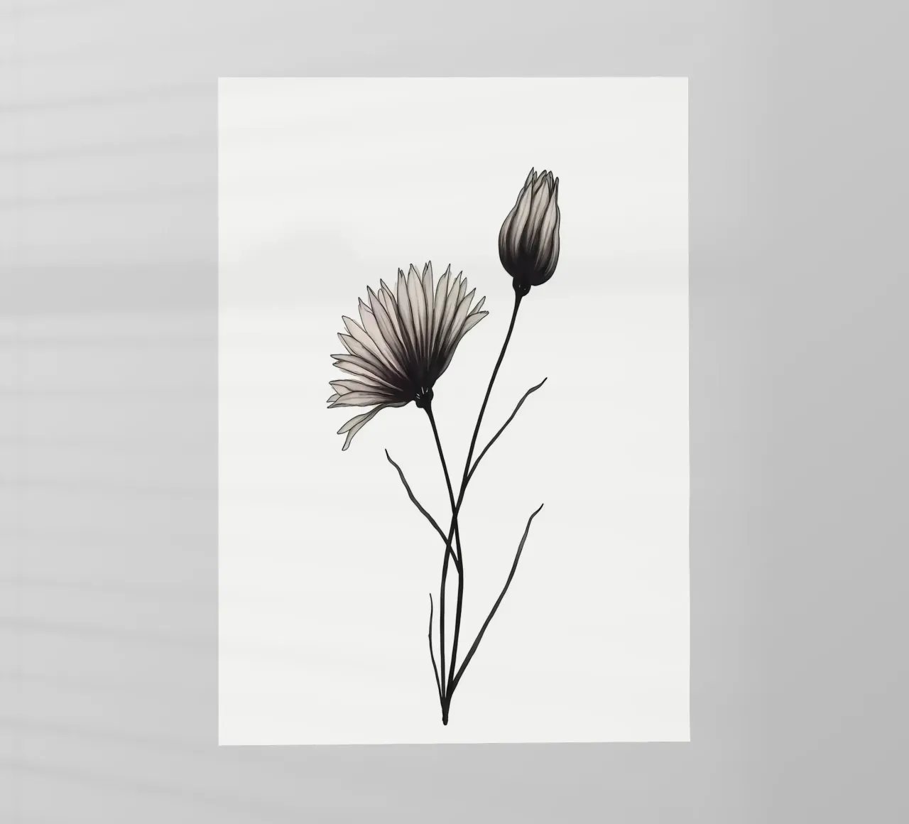 Illustrazione di fiori in bianco e nero pellicola backlit da Nicholas Campbell