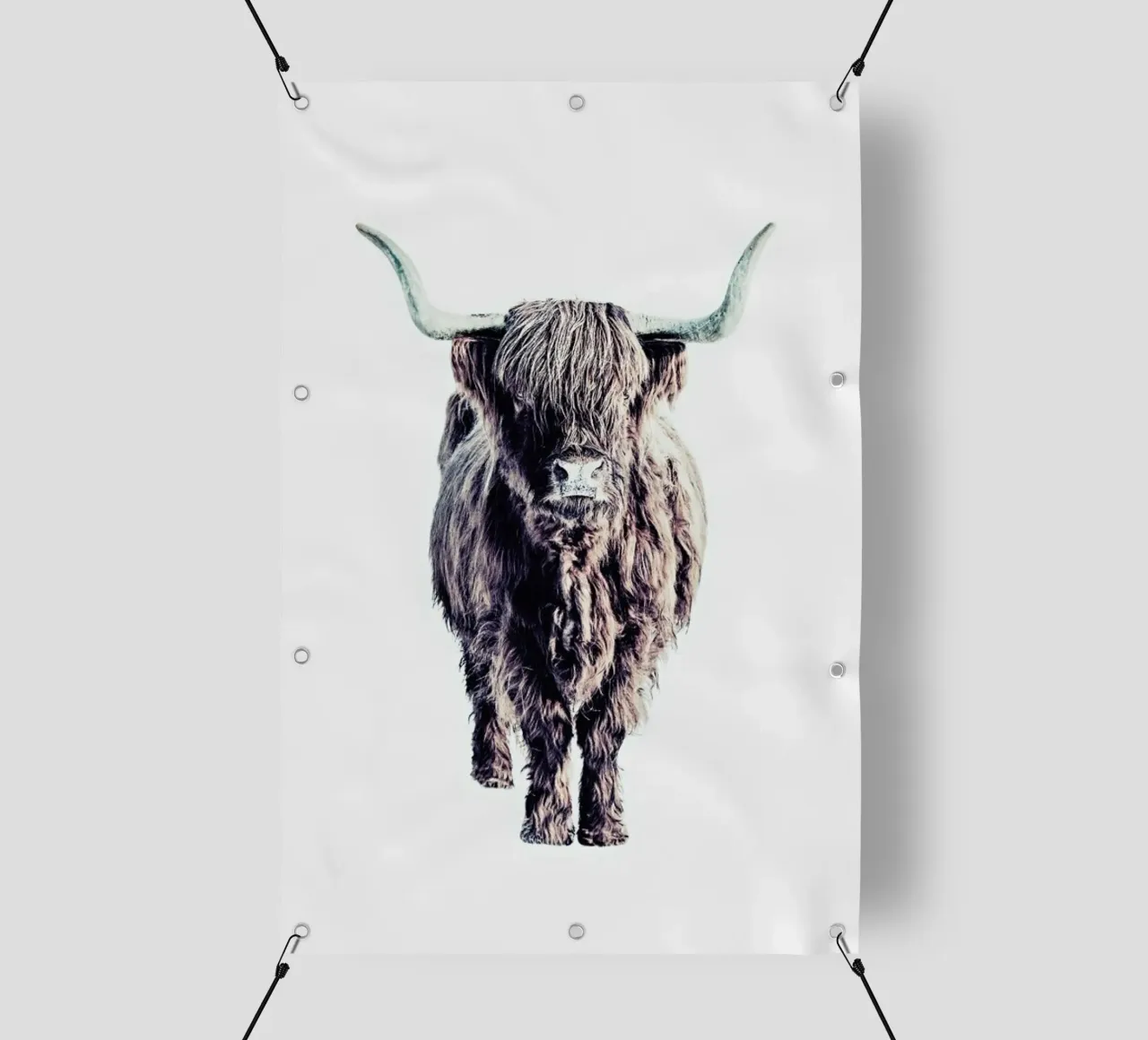 Highland Cattle Colin White telo in pvc da Monika Strigel