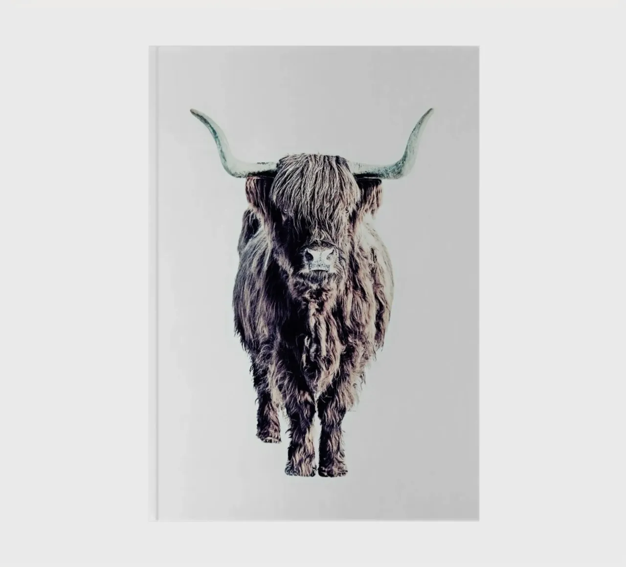 Highland Cattle Colin White diario da Monika Strigel