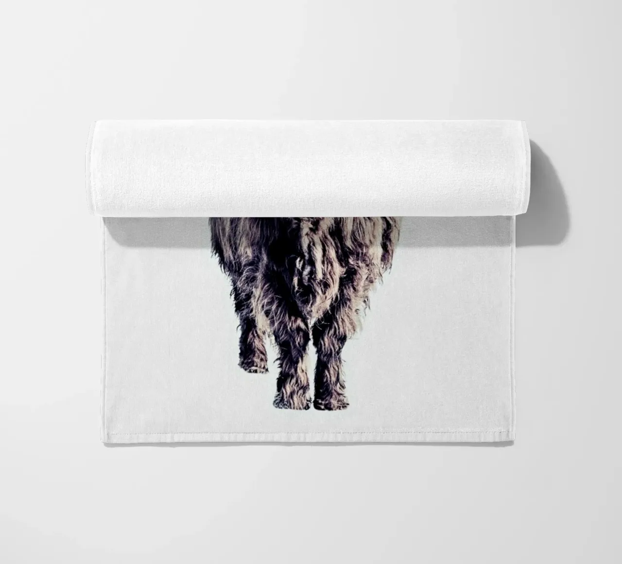 Highland Cattle Colin White telo mare da Monika Strigel