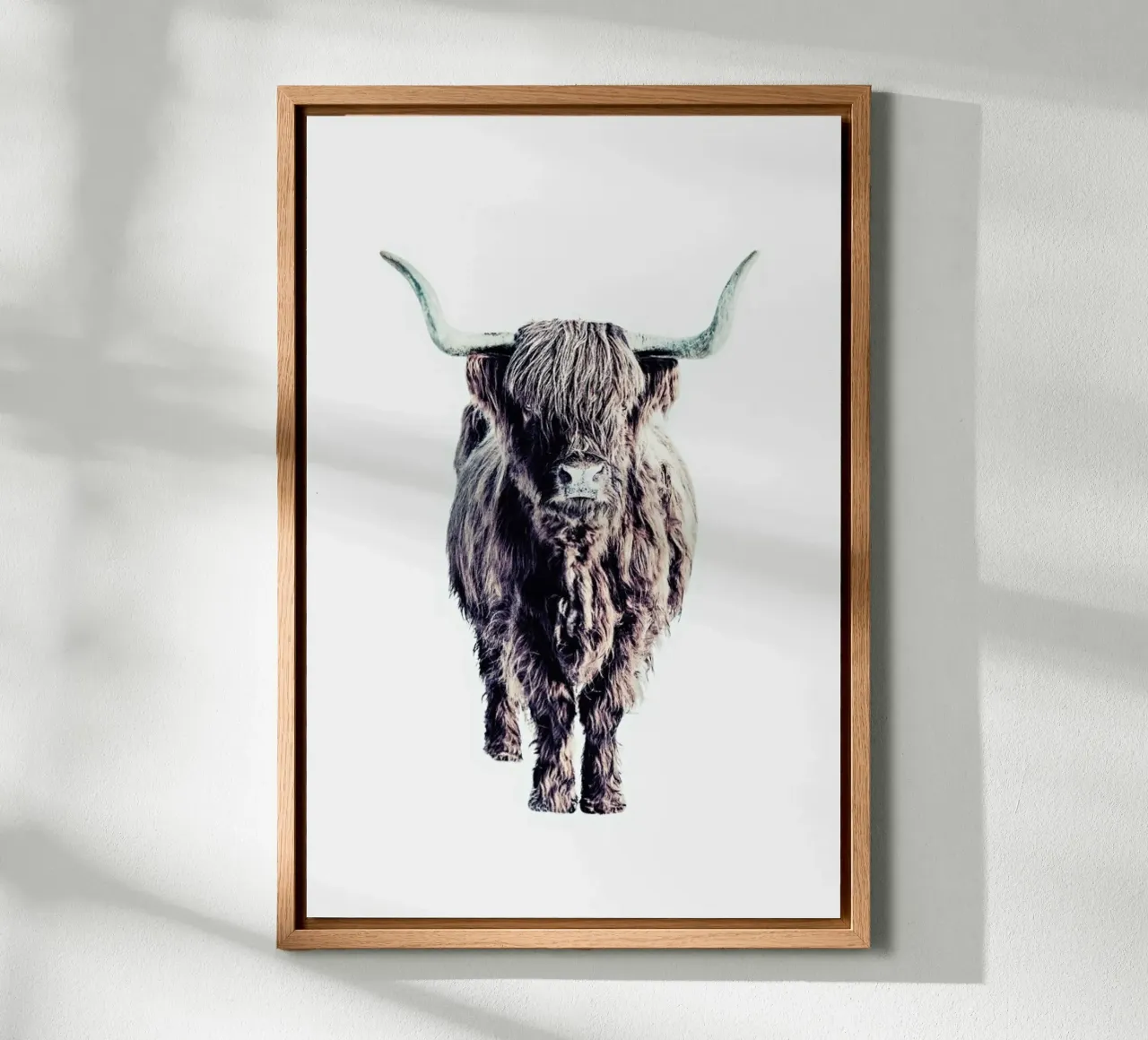 Highland Cattle Colin White tela da Monika Strigel