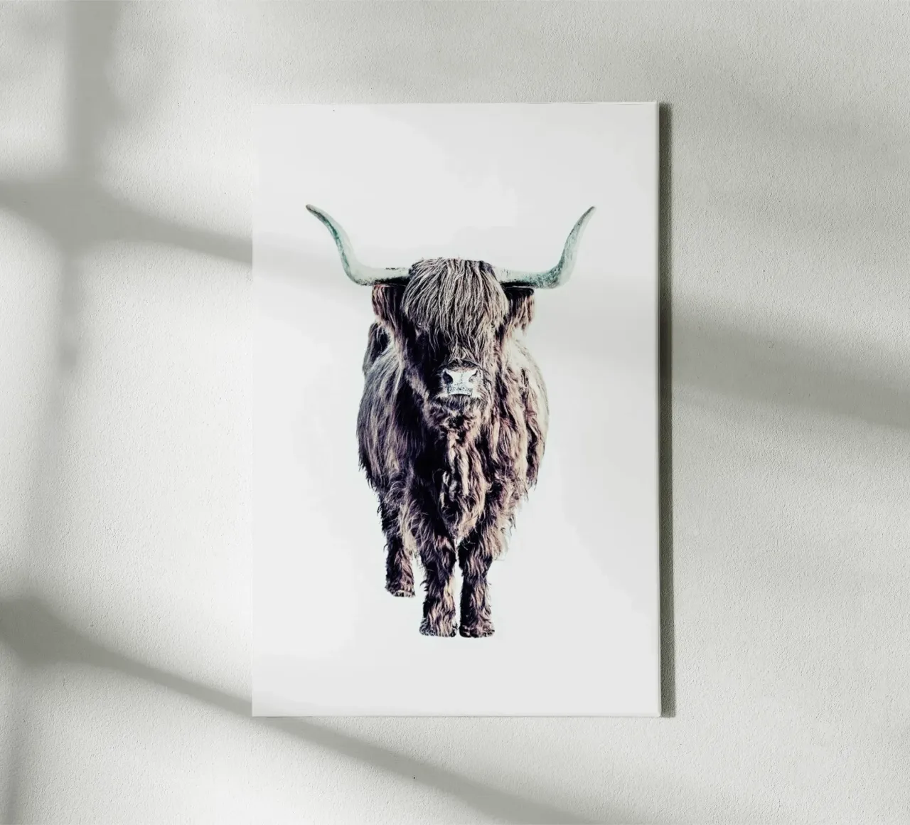 Highland Cattle Colin White tela da Monika Strigel