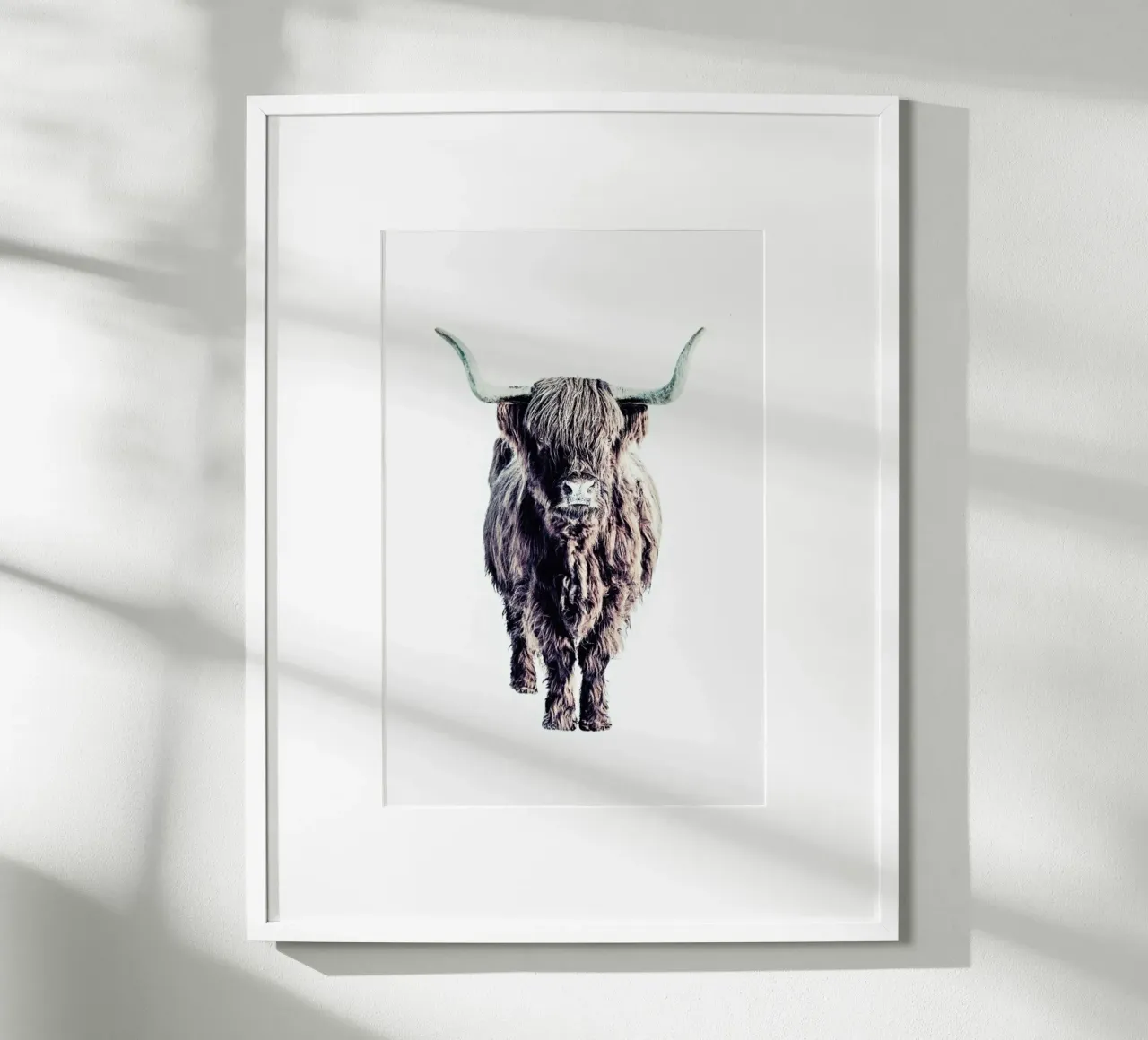 Highland Cattle Colin White carta hahnemühle da Monika Strigel