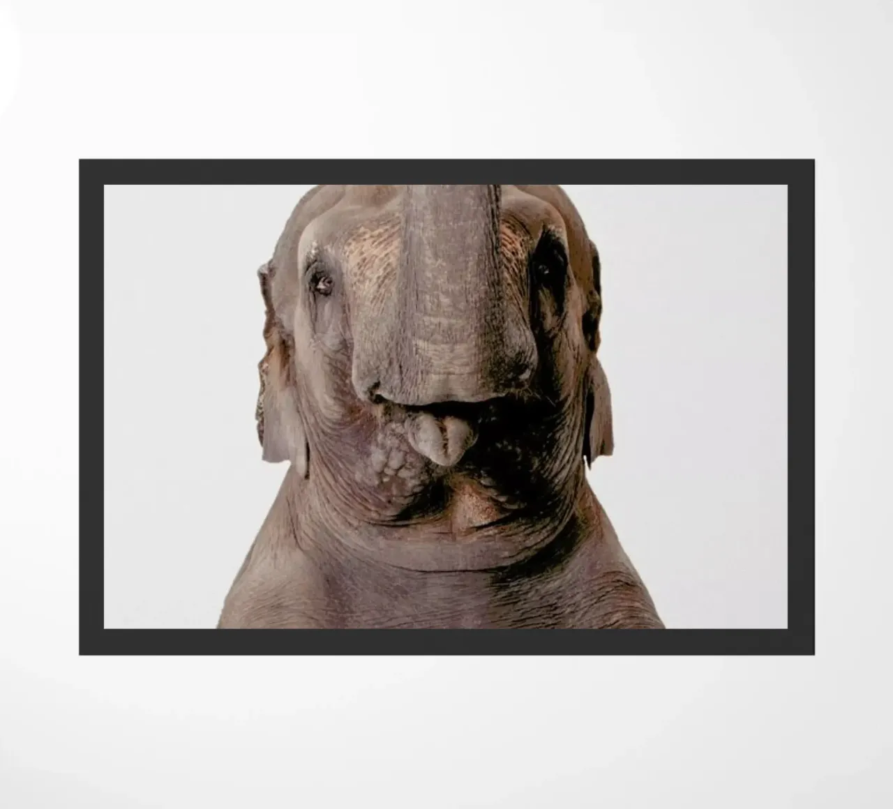 Elephant zerbino da Paws & Claws