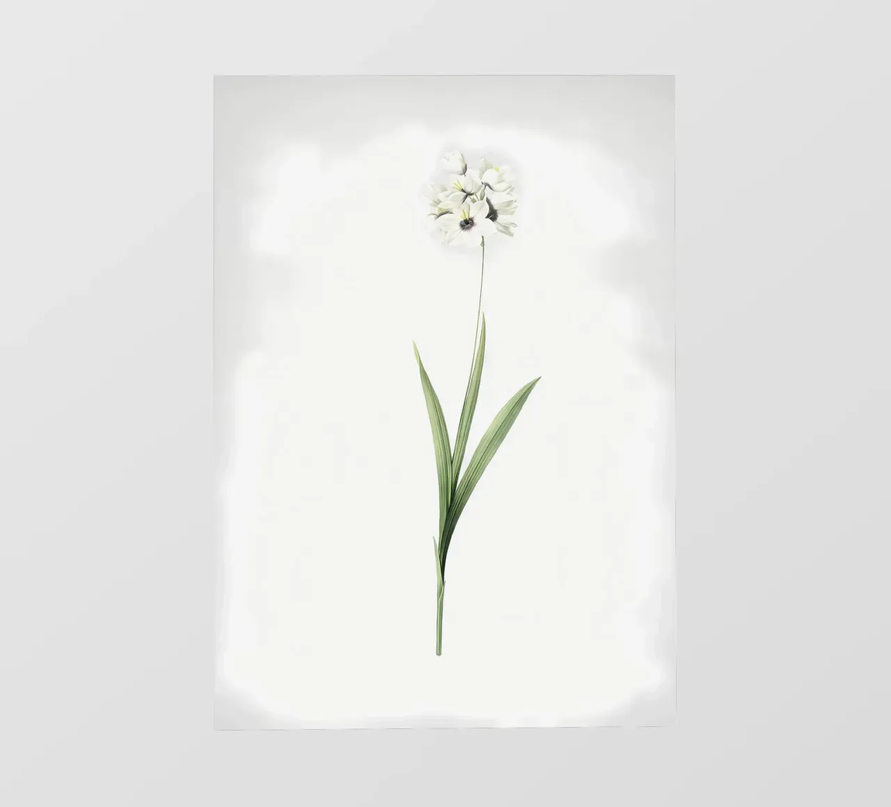 Ixia Maculata pellicola backlit da Nicholas Campbell