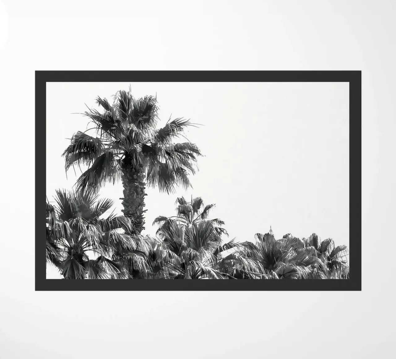 Palme monocromatiche zerbino da Matthew Katz