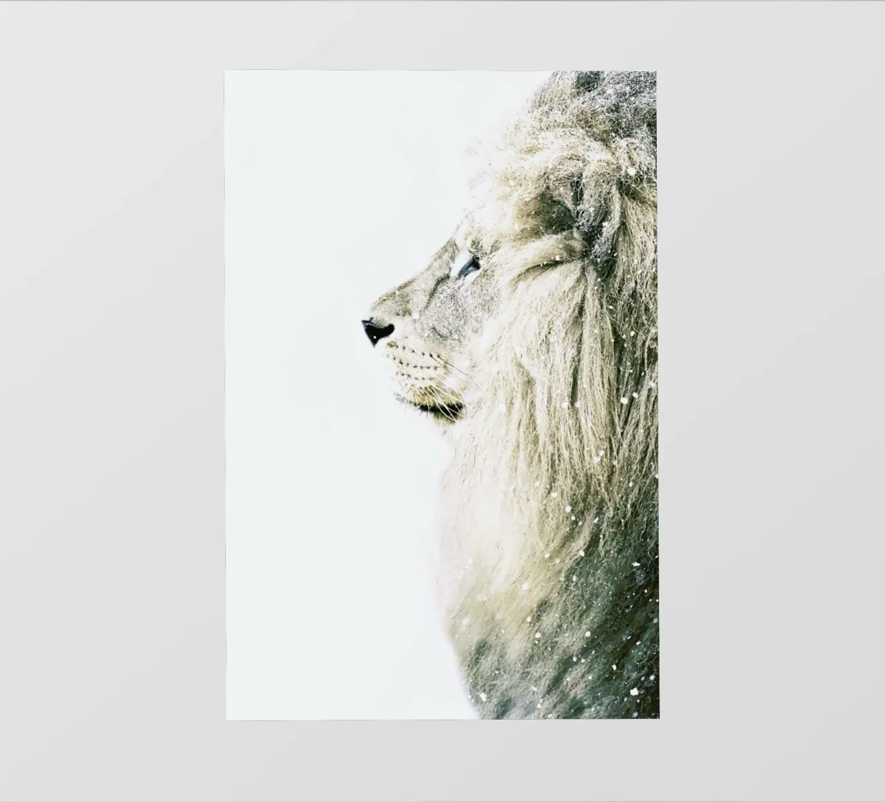 Lion in Snow photo wallpaper by Monika Strigel