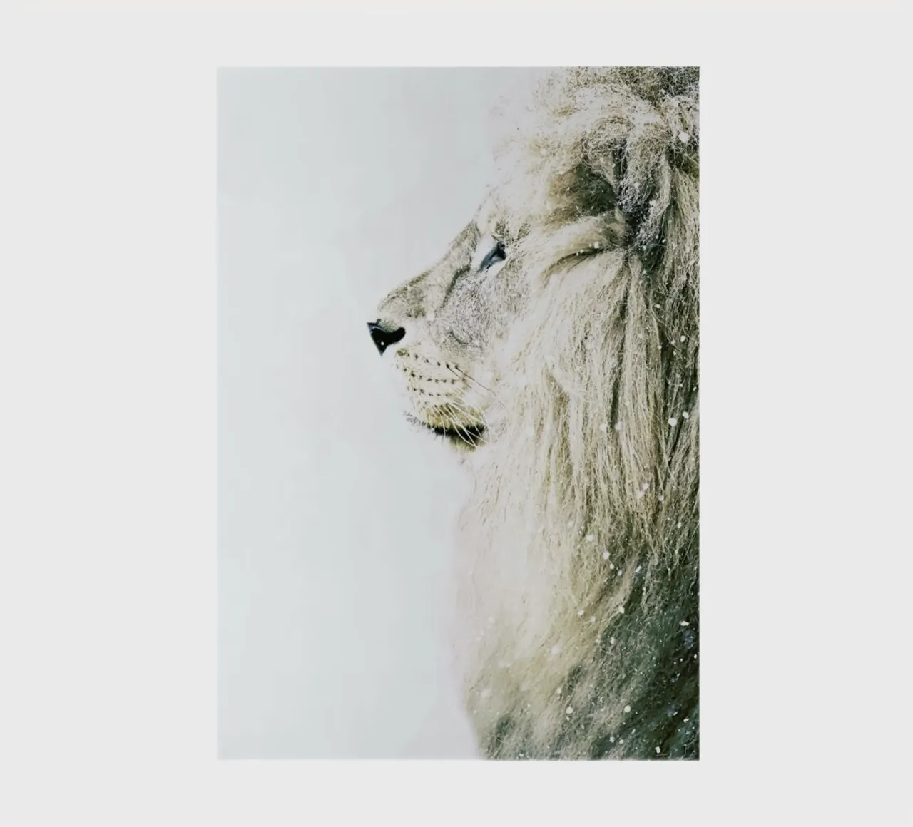 Lion in Snow notebook by Monika Strigel