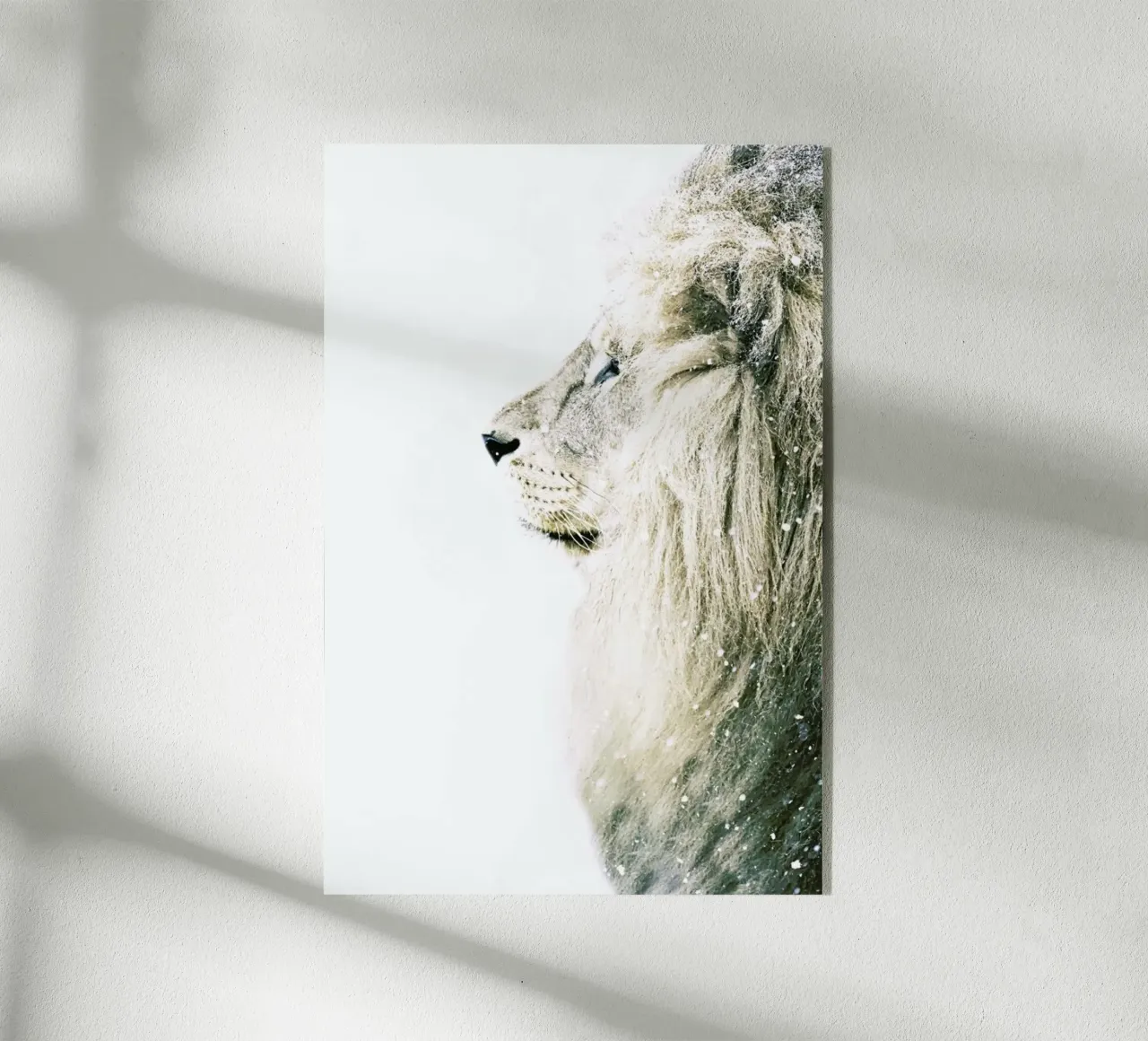 Leone nella neve plexiglass da Monika Strigel