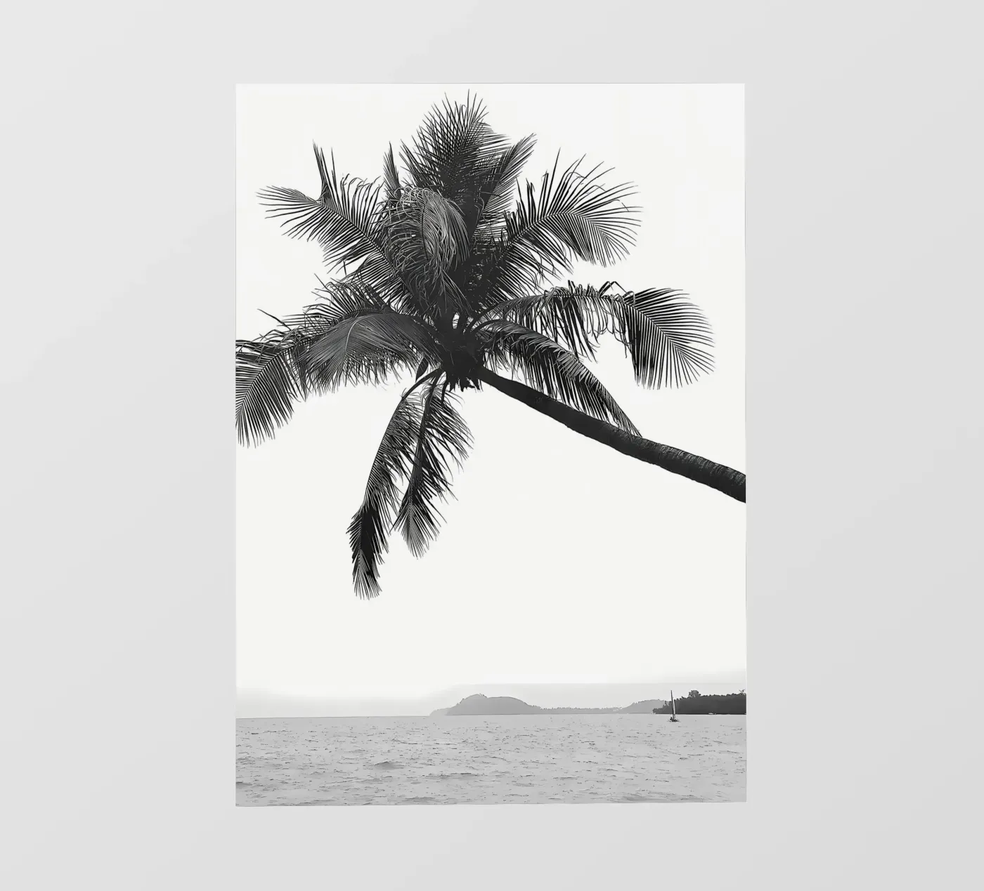 Palm tree pellicola backlit da Matthew Katz