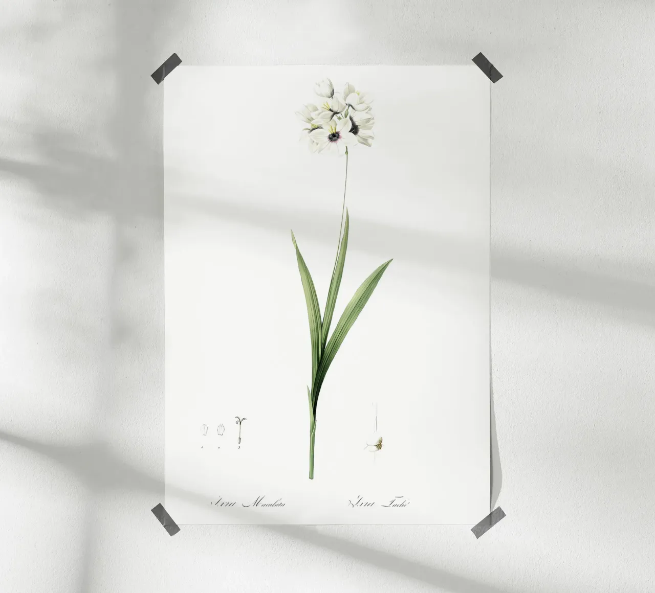 Liliaceae 1805 HQ Orig carta hahnemühle da Nicholas Campbell
