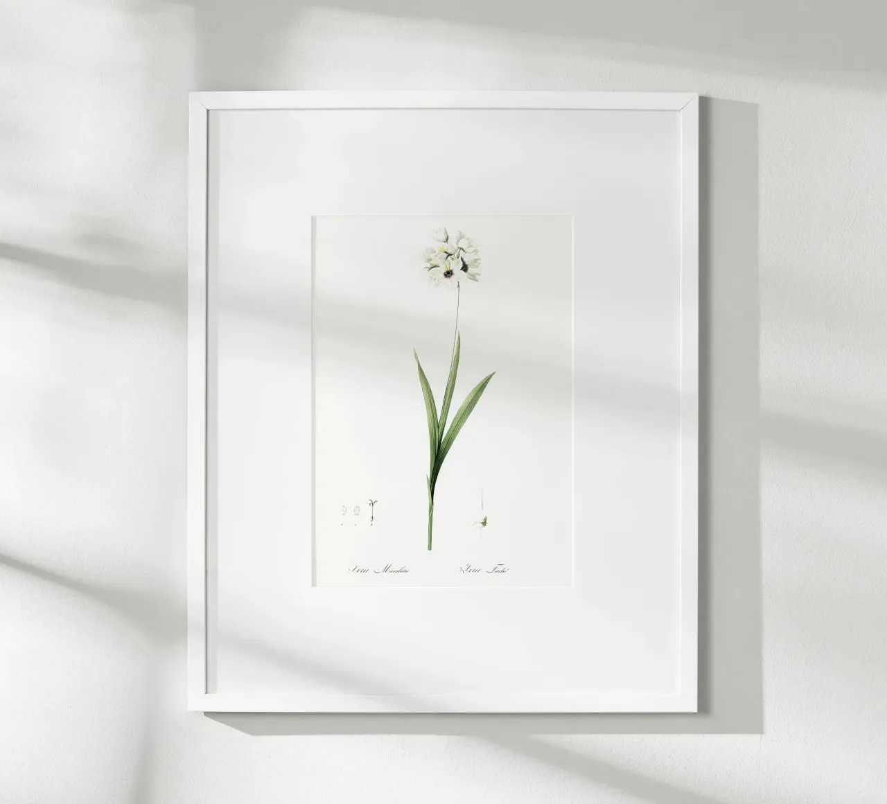 Liliaceae 1805 HQ Orig carta hahnemühle da Nicholas Campbell