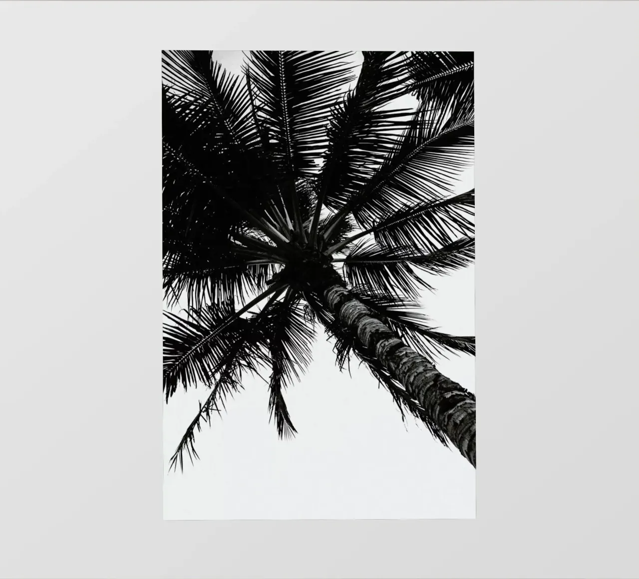 Propeller Palm pellicola backlit da Flora & Fauna
