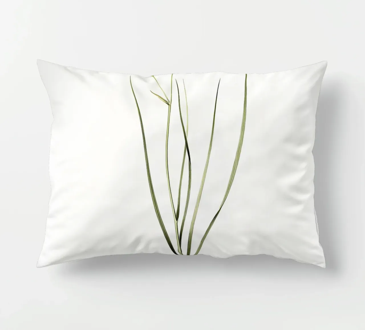Amaryllis Montana cuscino da Nicholas Campbell