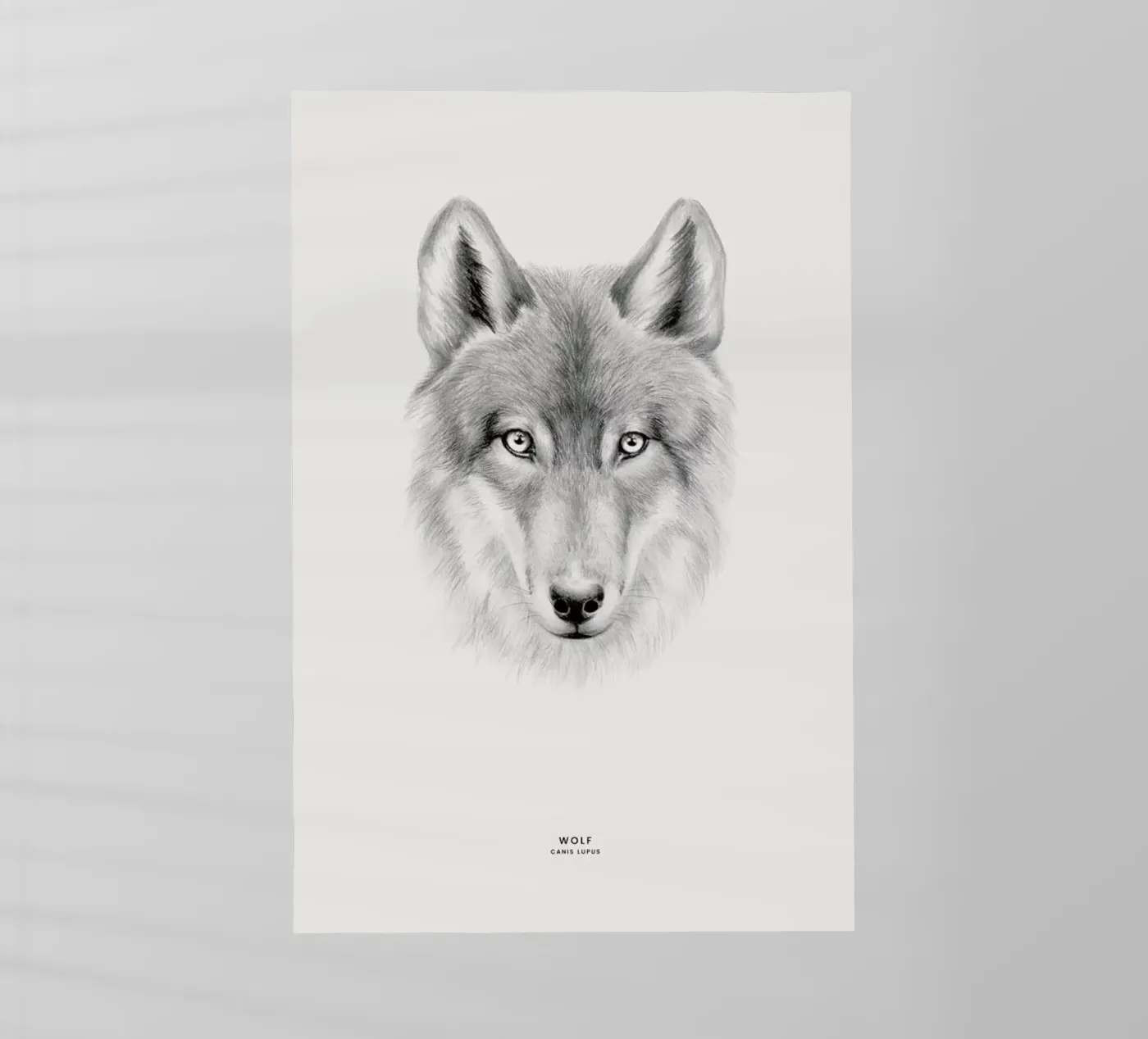 Wolf pellicola backlit da Flora & Fauna