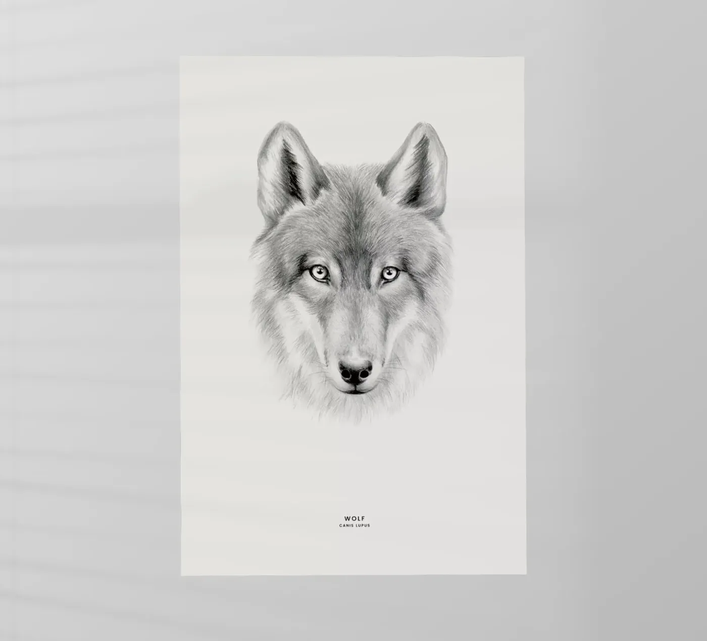 Wolf pellicola backlit da Flora & Fauna
