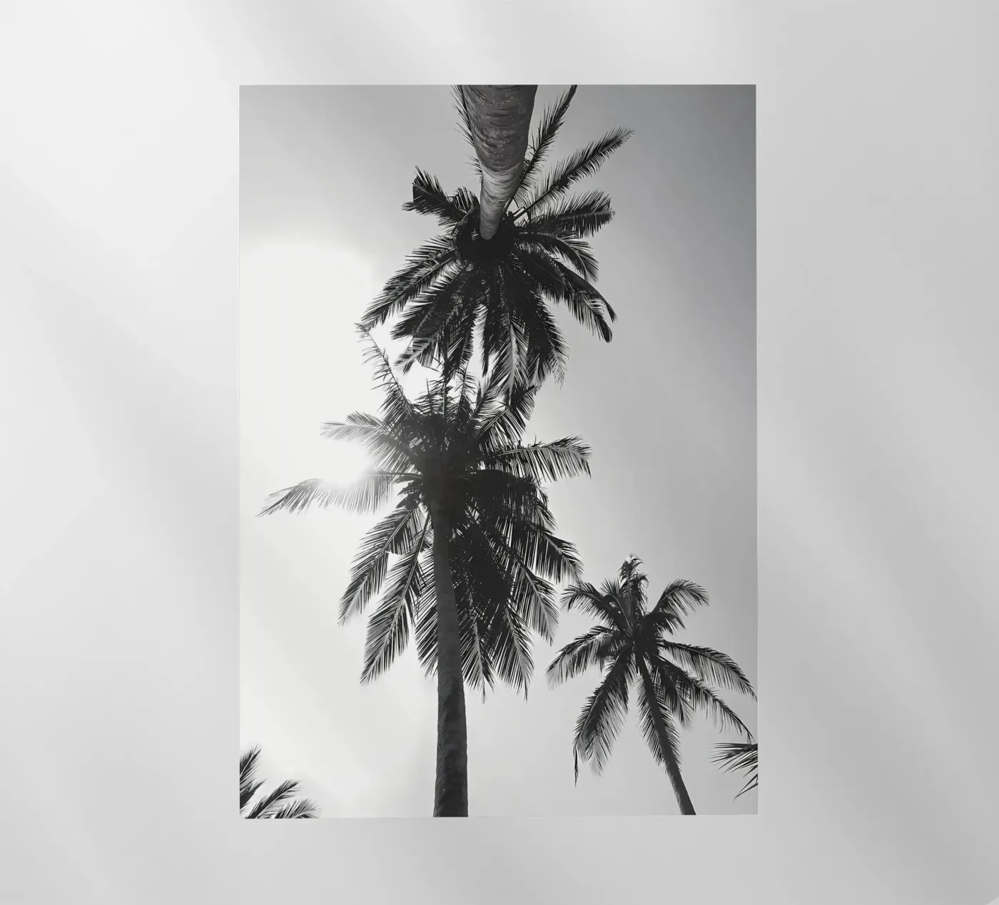 Palme pellicola backlit da Matthew Katz