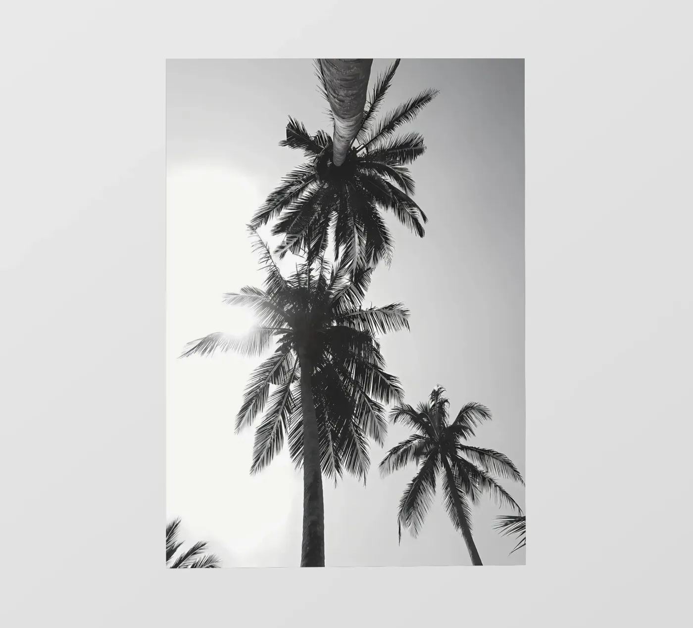 Palme pellicola backlit da Matthew Katz