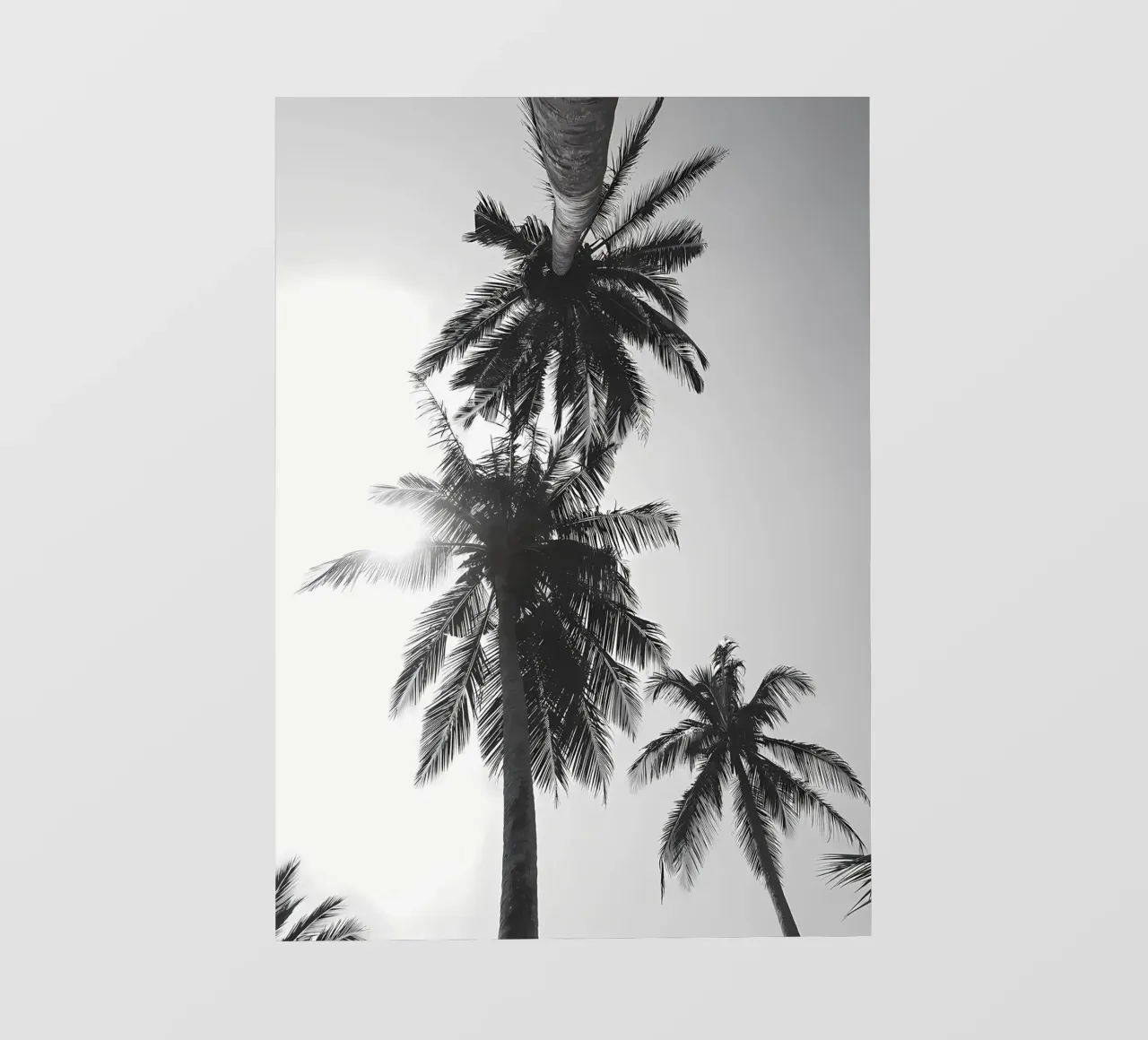 Palms photo wallpaper by Matthew Katz