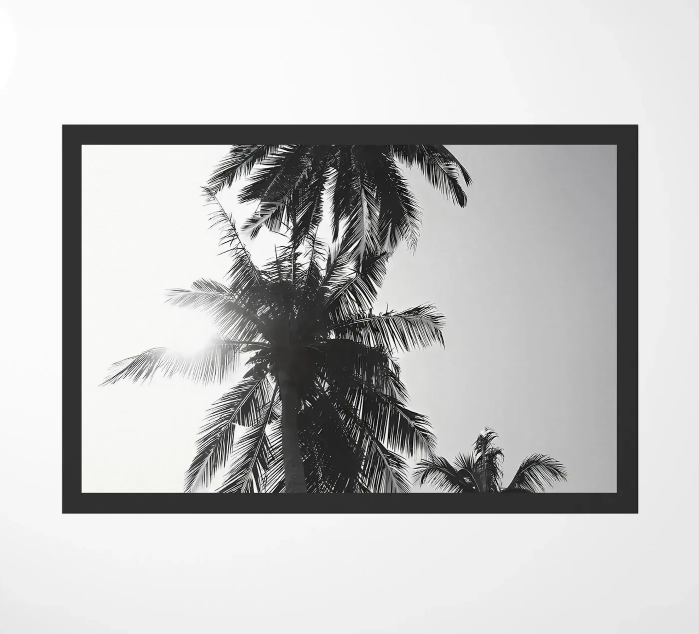 Palme zerbino da Matthew Katz