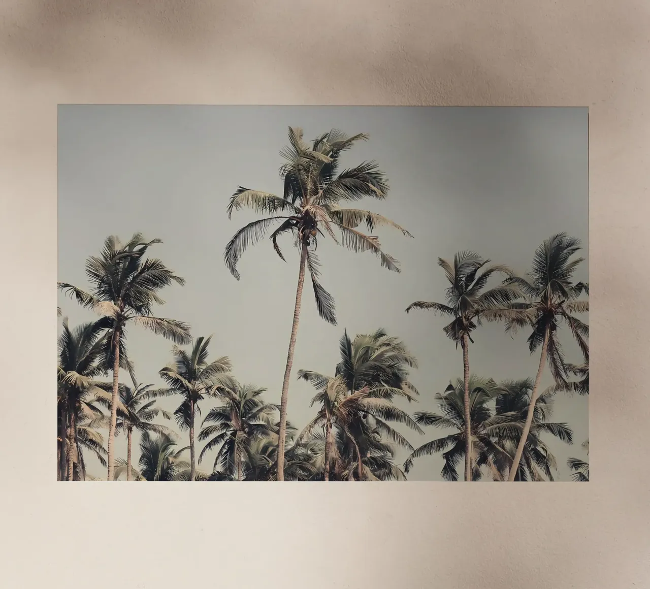 Palme sulla spiaggia pellicola backlit da Matthew Katz