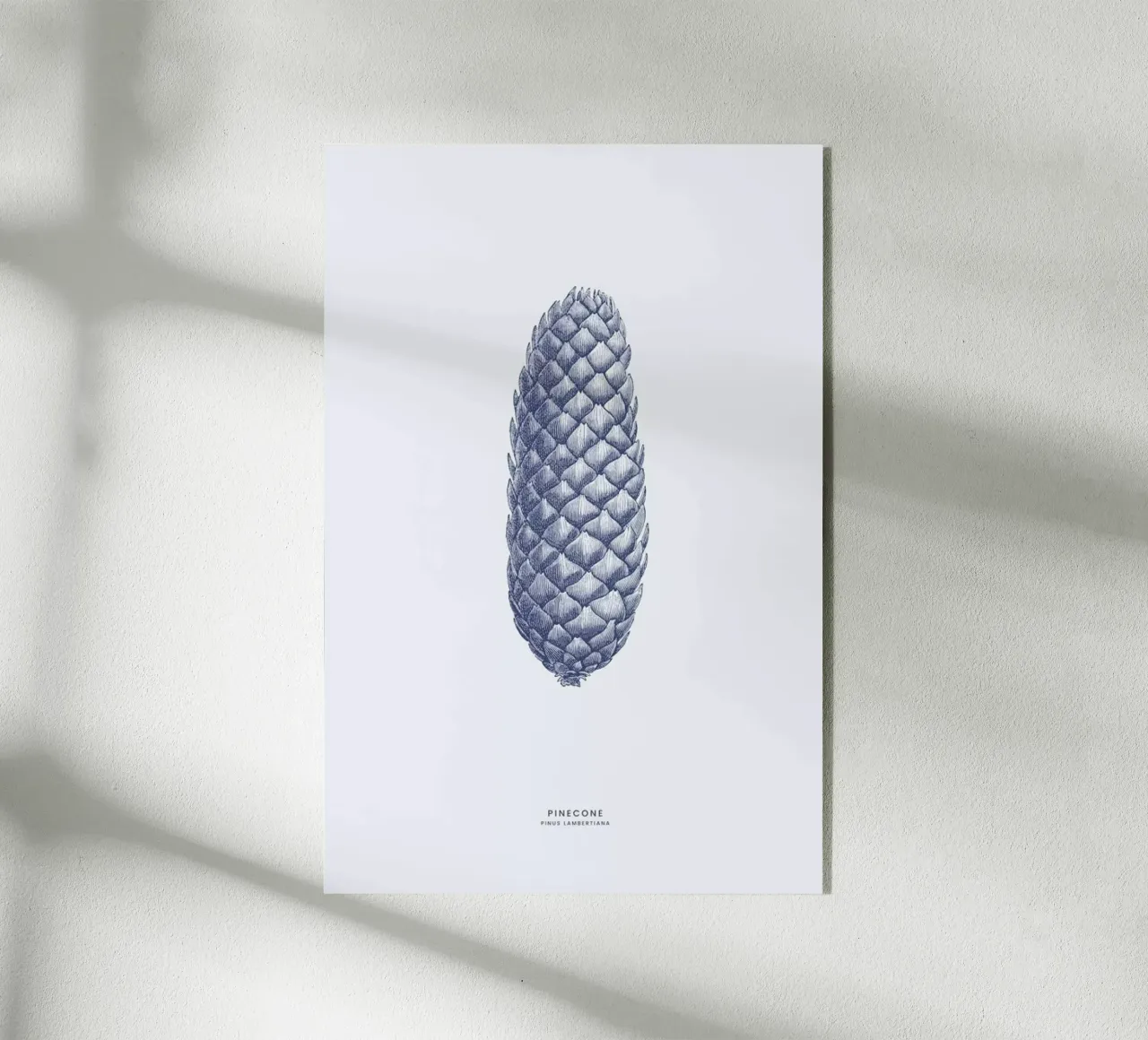 Pinecone II plexiglass da Flora & Fauna