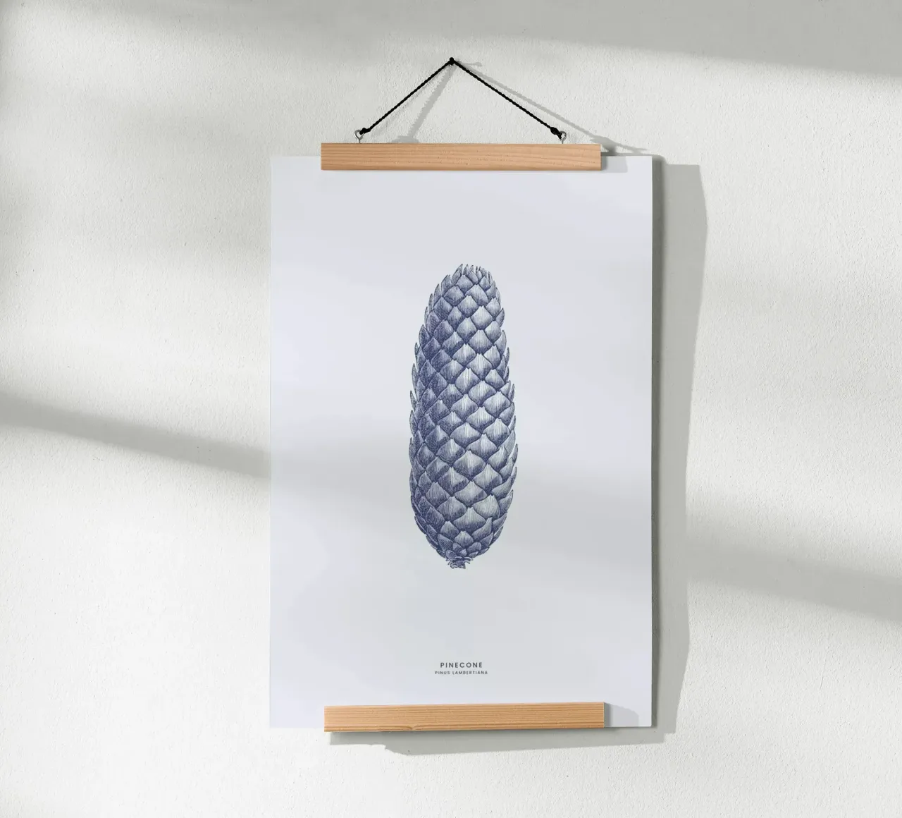 Pinecone II poster da Flora & Fauna