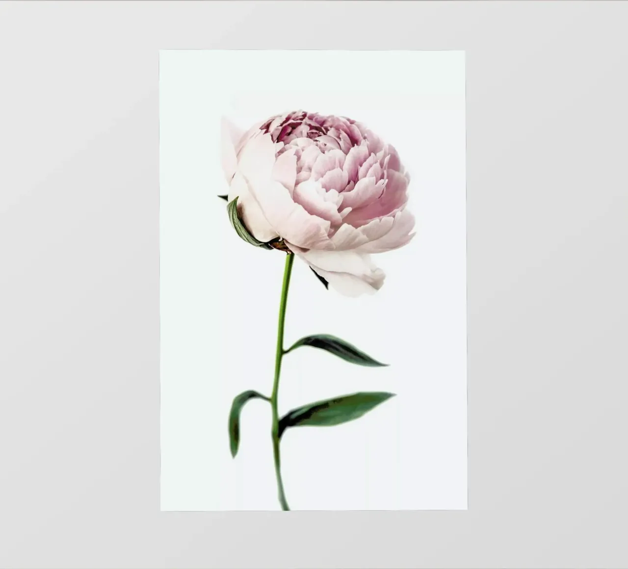Peony Tall pellicola backlit da Flora & Fauna