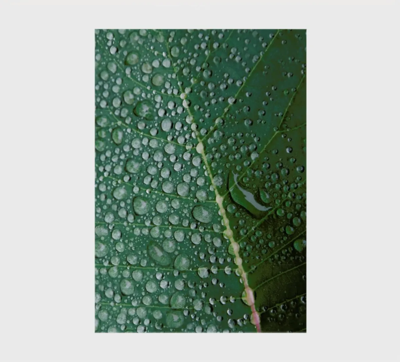 Morning in The Woods notebook by Studio Nahili